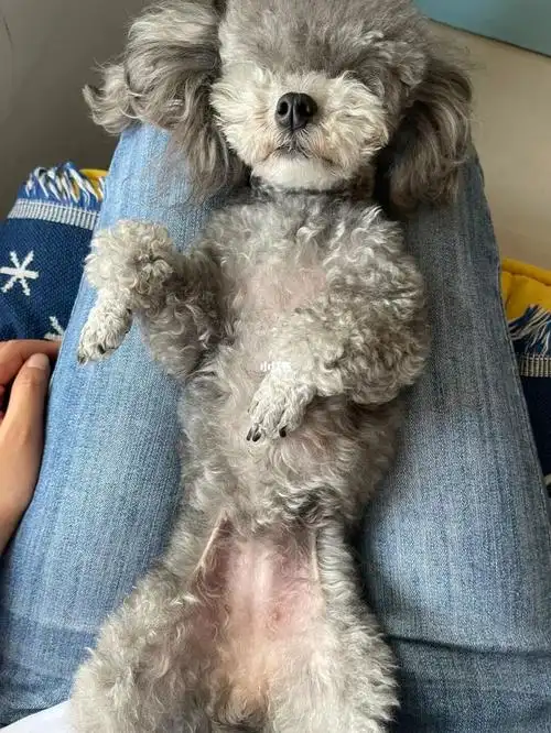 灰泰迪配种第26天