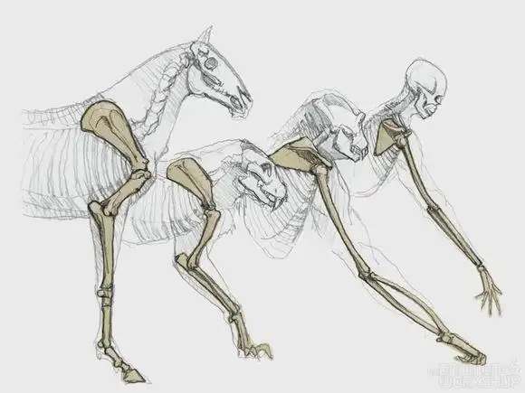 马,大猫, 大猩猩, 人的前肢骨骼