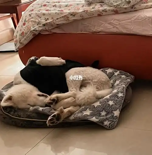 耶耶的睡姿大赏,请问这样子是不是有点油腻