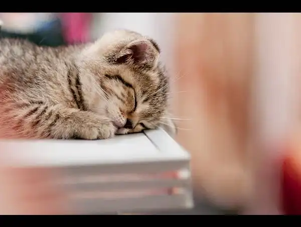 你睡着了,整个世界都好安静 - 堆糖,美图壁纸兴趣社区