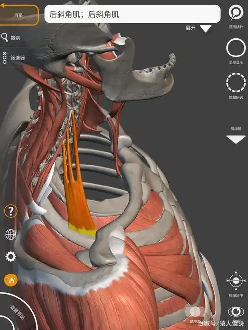 后斜角肌