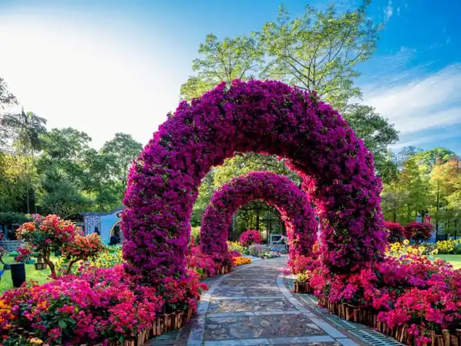 2021广州簕杜鹃花展绚丽开幕