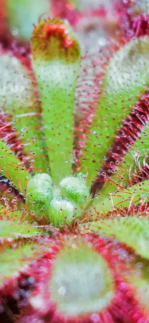 壁纸 植物,水滴,刺 3840x2160 uhd 4k 高清壁纸, 图片, 照片