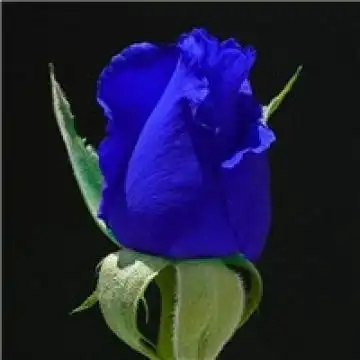 漂亮的蓝玫瑰,风景头像图片-回车桌面
