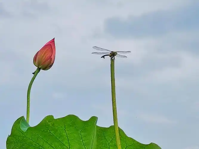 这张拍的最满意的一张,蜻蜓,我一到荷花池塘边就看到,好像它在等我一