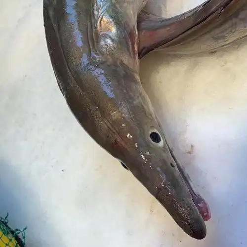 鳗鱼鲜活海白鳗一斤半当天海捕大海鳗深海大白鳗鱼