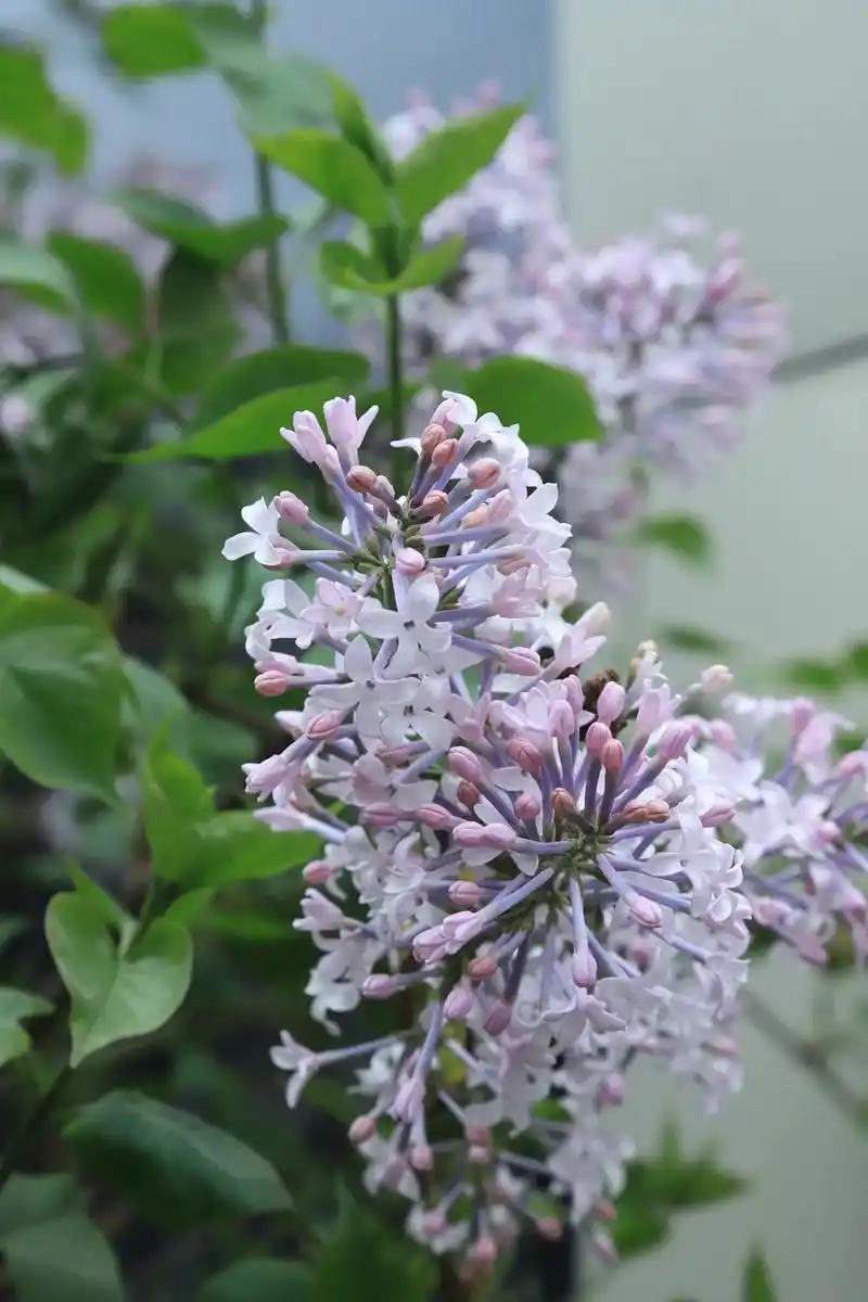 丁香花开,满树繁花如诗如画.微风吹过,繁花似锦,它的芬芳与美 - 抖音