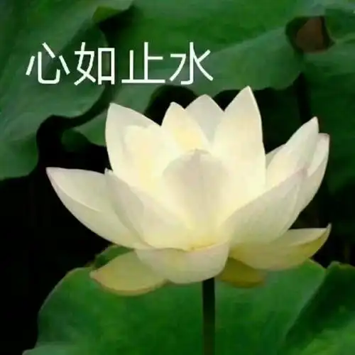 一组佛系荷花表情包