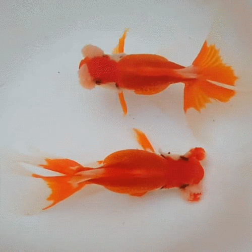 漂亮的金鱼gif表情