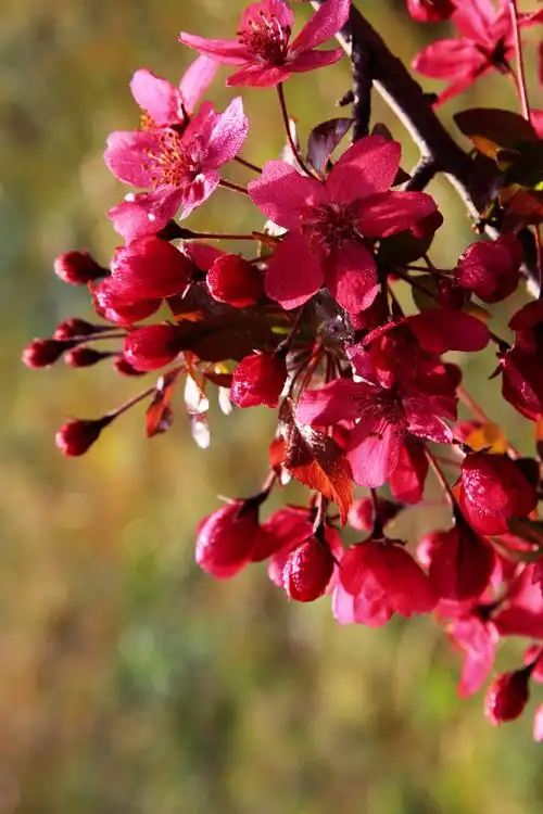 《新春第一篇》富贵海棠贺新春