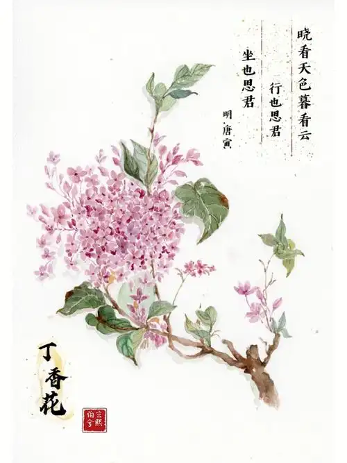 水彩丁香花