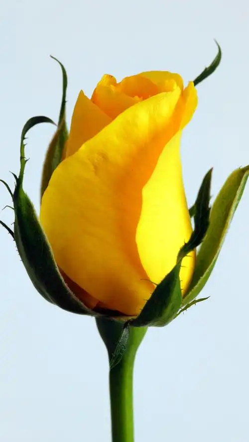 壁纸 花 桌面 1440_2560 竖版 竖屏 手机