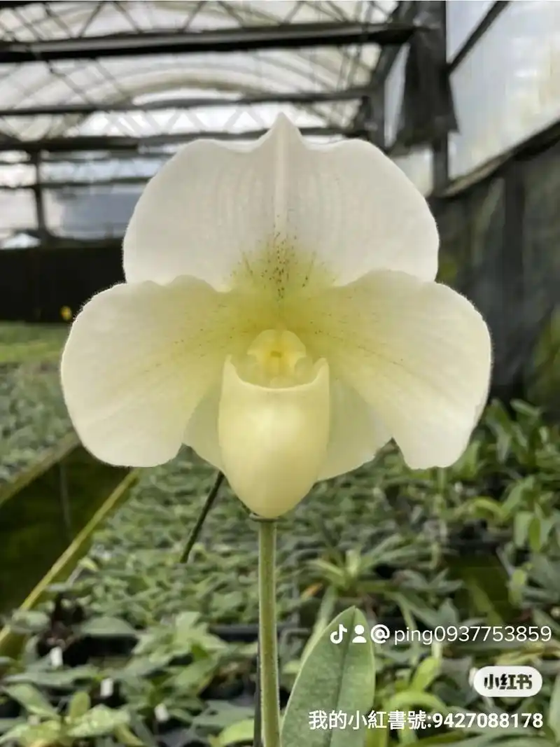 白花大肉饼.#兜兰 #花卉绿植 #现场实拍  - 抖音