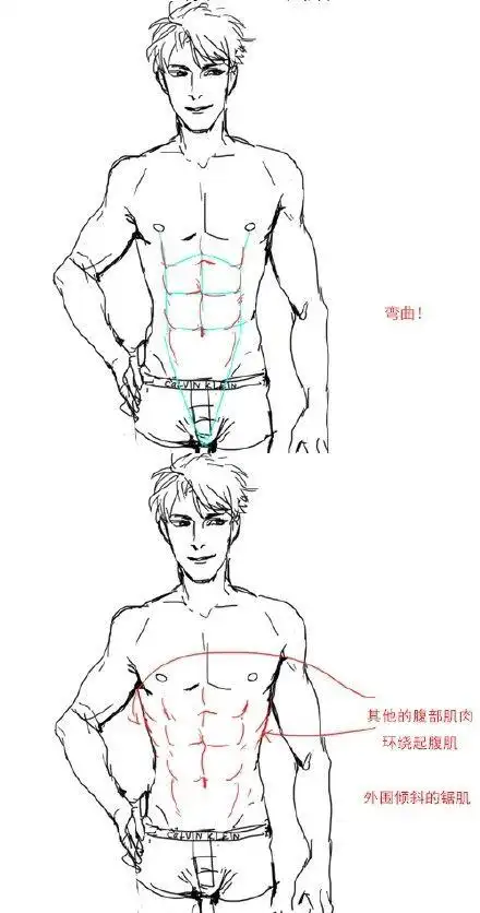 热门【绘画教材】绘制男性腹肌的要领,半次元汉化出品~更多素材可以点