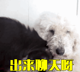 出来聊天gif动图_动态图_表情包下载_soogif