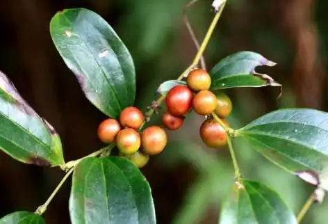 菝葜图片菝葜的功效与作用