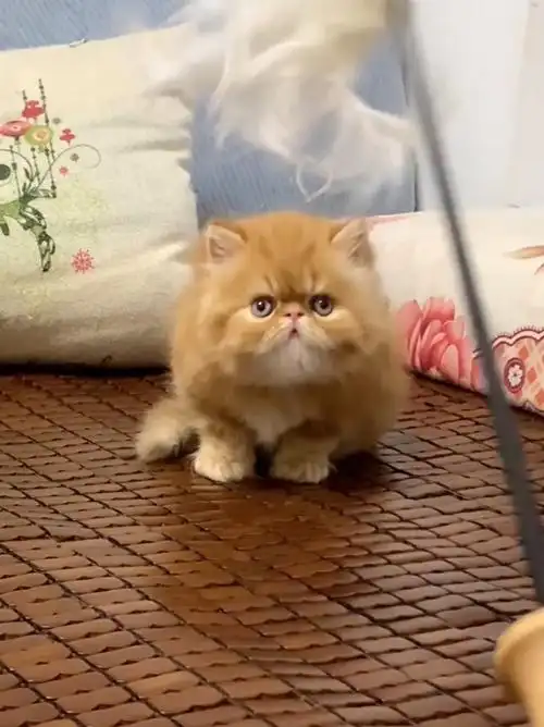 红虎斑波斯猫弟弟长毛加菲猫橘猫蹲新家