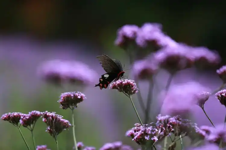 蝴蝶逐浪而行,紫色的梦幻便拖到了天边.