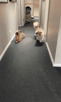 搞笑gif段子特地买了两幅车贴还有一副以后可能还用得上