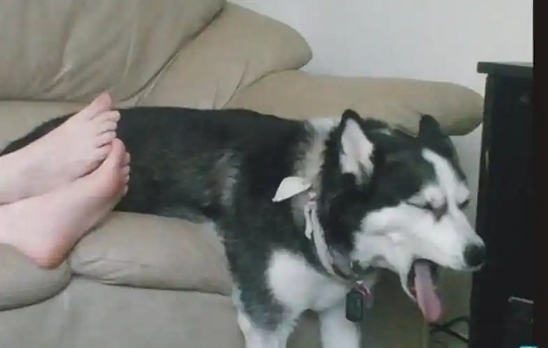 哈士奇闲极无聊,闻起了铲屎官的脚丫,夸张表情笑翻吃瓜群众