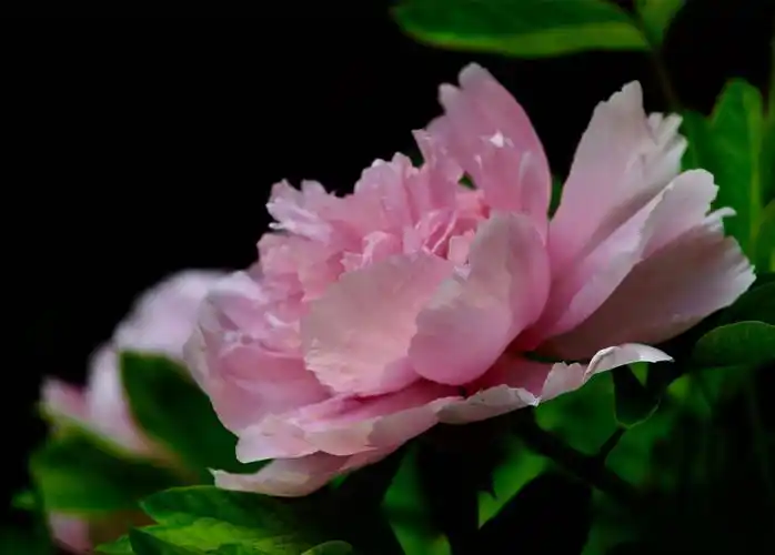 四月牡丹真国色,花开时节动京城. - 美篇