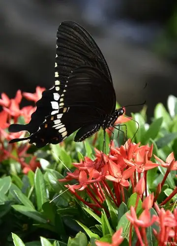 采花大盗黑凤蝶