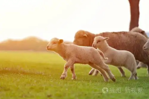 在日出温暖的阳光下奔跑在美丽的山草甸的绵羊和羊羔羊群