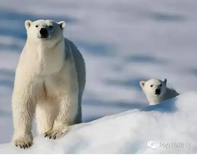 9俄罗斯?北极熊大眼睛,双眼皮,一看就是讲究人儿!是的!你没有看错!