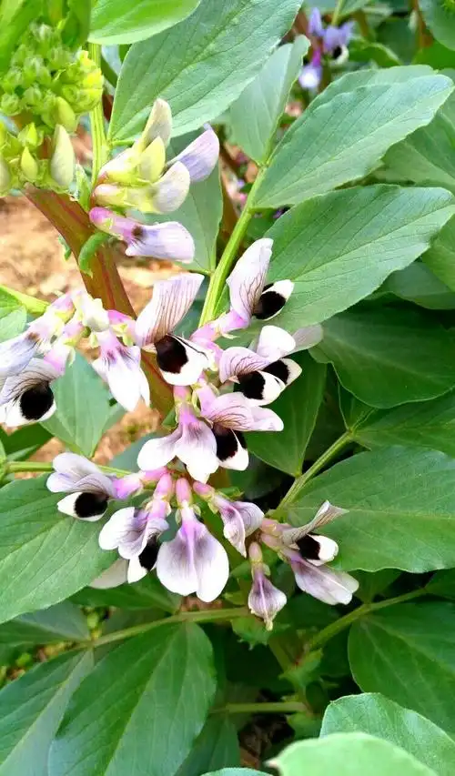 黑心蚕豆花亦争艳