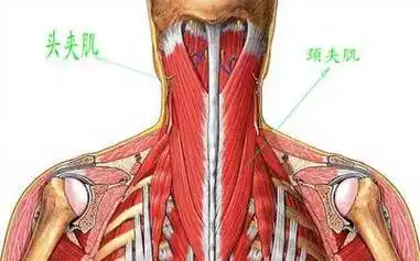 百家解读——头,颈夹肌损伤