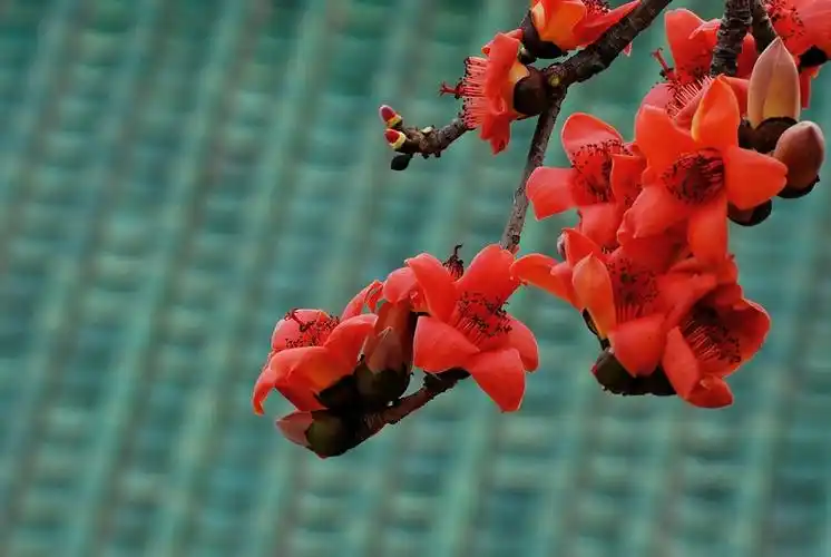 今年拍的红棉 - 橡树摄影网
