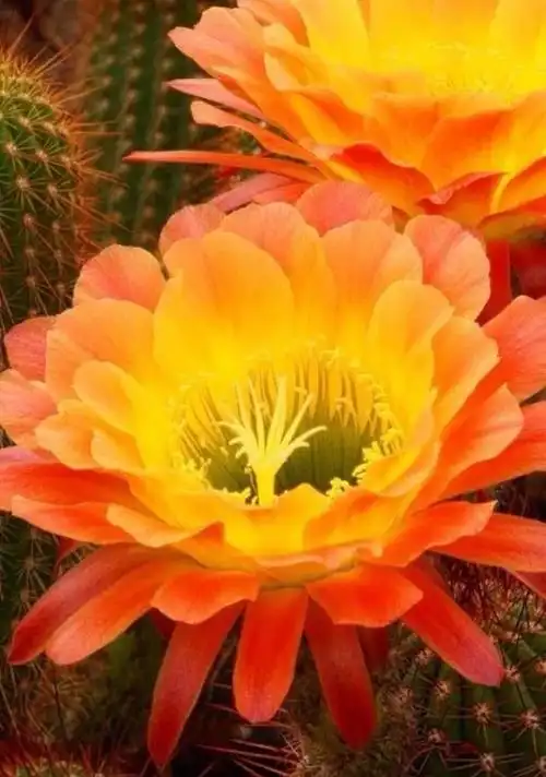 世界上20种罕见的稀有名花,有认识的吗?附赠美图欣赏