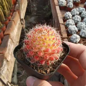 红娜丸 红色稀有开花仙人球 越晒越红防辐射多肉盆栽阳台窗台美观