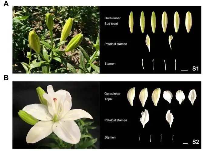 亚洲百合重瓣花发育过程中雄蕊瓣化现象的分子调控机制_研究_基因