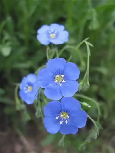 蓝色小花叫啥名