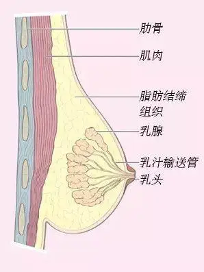 治疗女性乳腺疾病的方式必须有创新意识:乳头给药渠道值得推荐