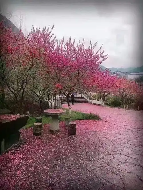 三生三世十里桃花飘落满地
