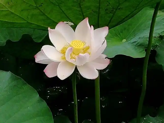 彭村半日游超凡脱俗荷花仙,原本佛前一朵莲,洁心不染凡尘事,只把美丽