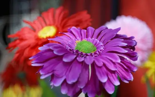 下载壁纸 1680x1050 人造花,紫色 桌面背景