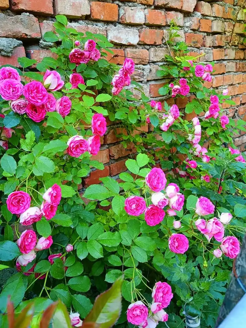 一个喜欢养花草并且喜欢拍花草的女人 大概有两种性格特征