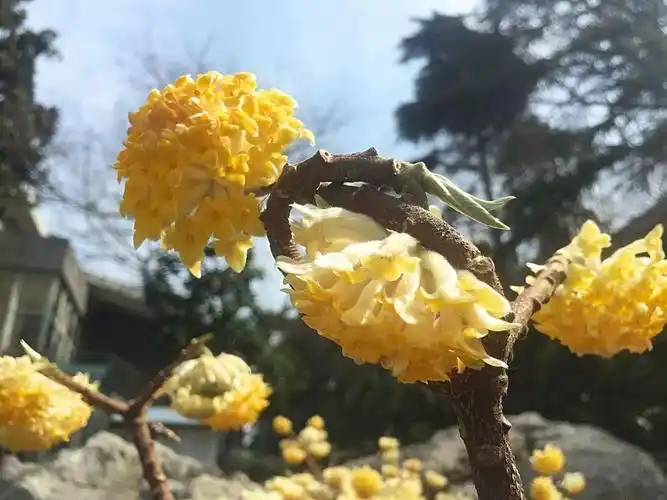 神奇的植物—黄瑞香