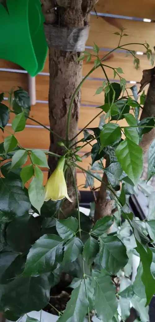 我家幸福树开花啦