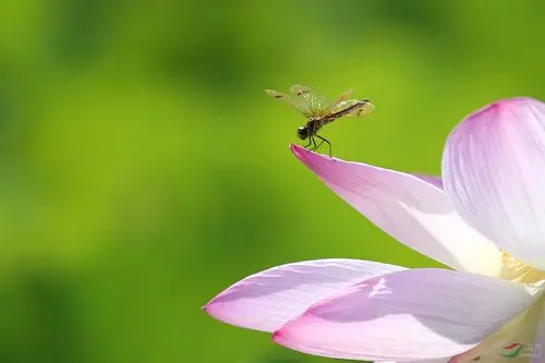 荷花蜻蜓