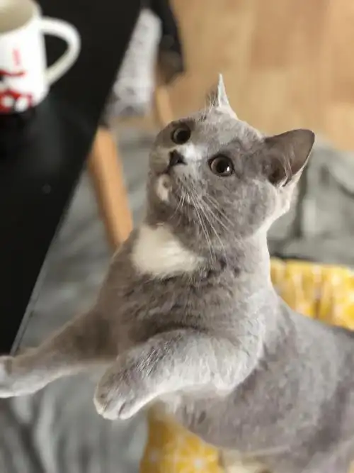 布偶蓝猫混血 蓝白名叫口水巾