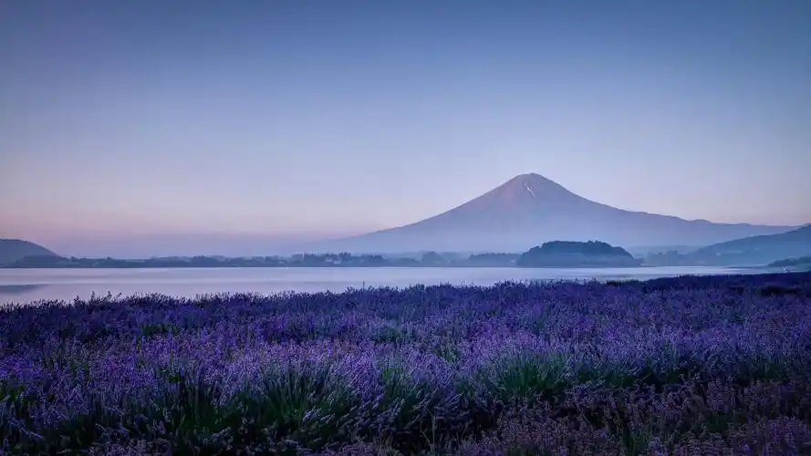 日本富士山,薰衣草,花,丁香花,风景桌面壁纸