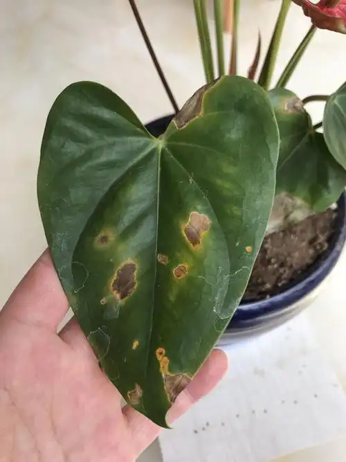 红掌叶子干枯,红叶子变黑干,绿叶子起黄点