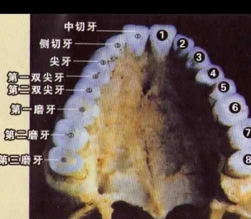 10的女宝宝先长了第二磨牙,正常吗?