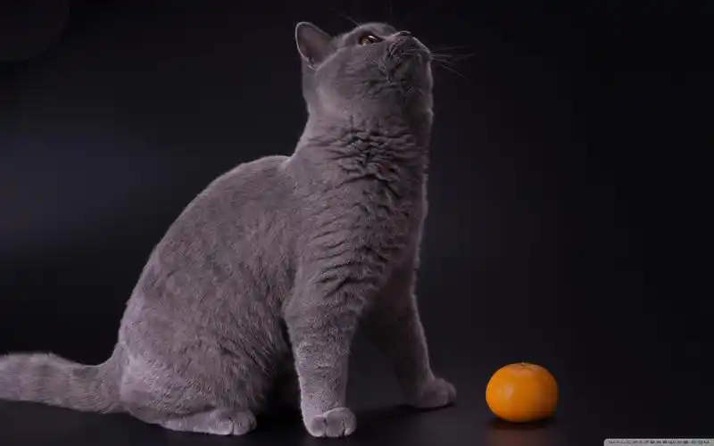 android安卓萌猫 锁屏高清手机壁纸免费下载,安心市场-用安卓,要安心