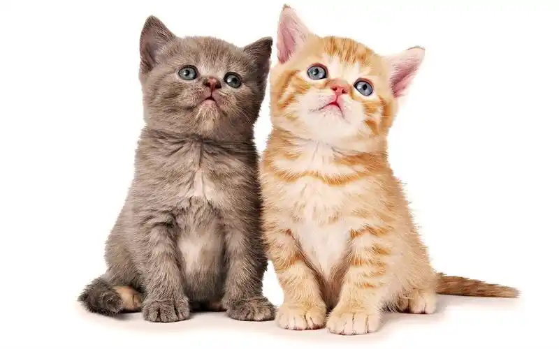 超萌的可爱宠物小猫喵星人图片桌面壁纸高清(2)