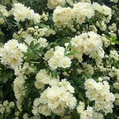 特大四季七里木香花盆栽爬藤攀援甜蜜花卉